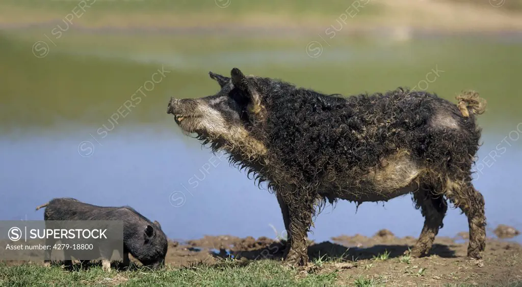 Mangalica pig and dwarf pot-bellied pig