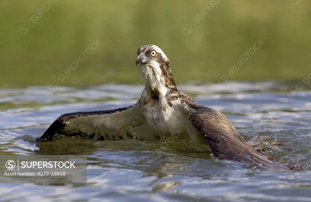 osprey in water, Pandion haliaetus