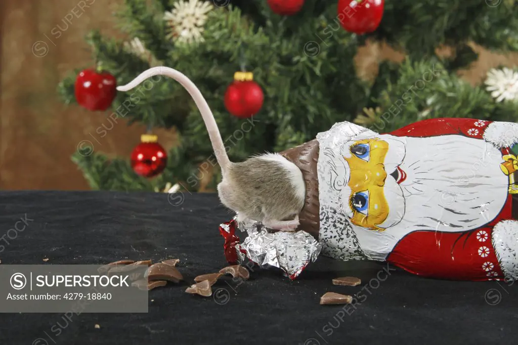 christmas : fancy mouse at chocolate