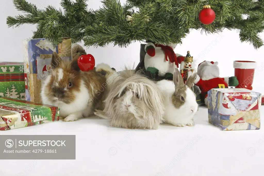 two dwarf rabbits and guinea pig - under christmas tree