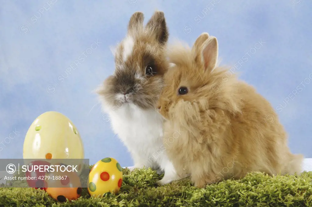 two pygmy rabbits - with Easter eggs