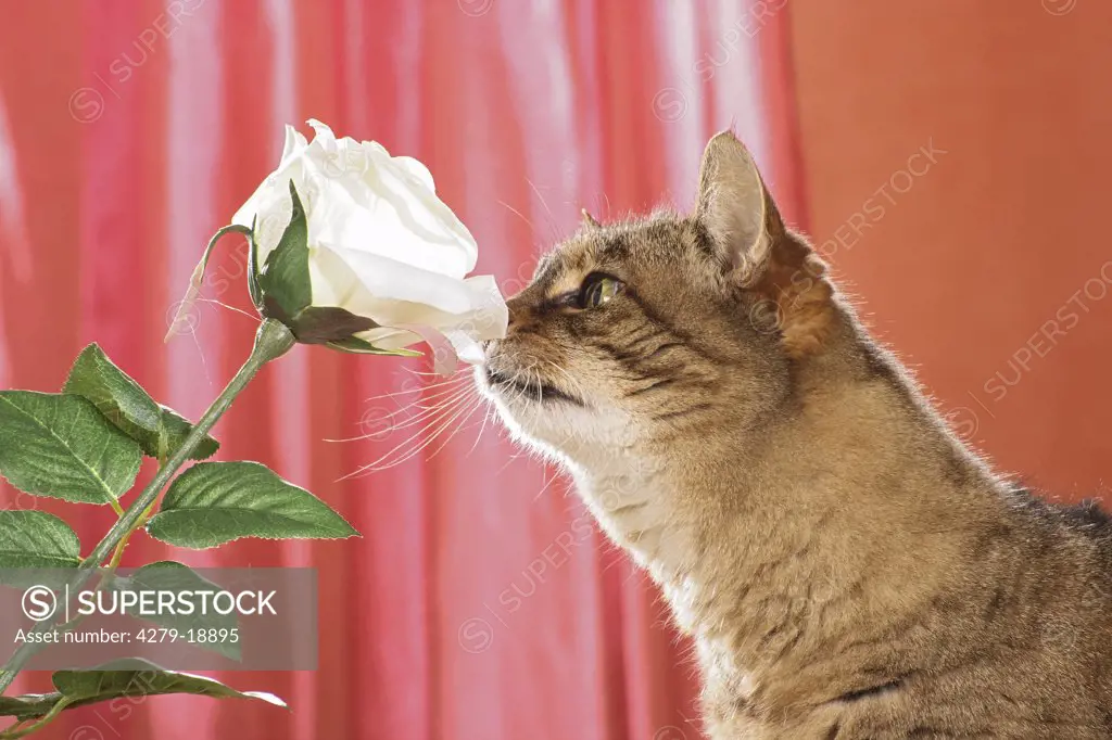 cat - sniffing at white rose