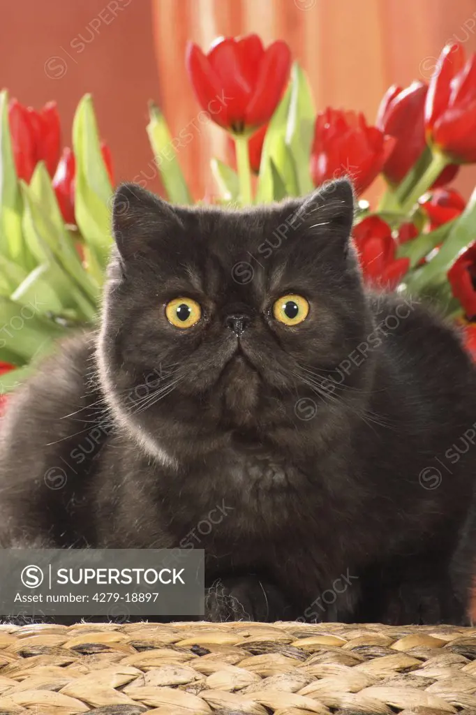 Exotic Shorthair cat - lying in front of tulips