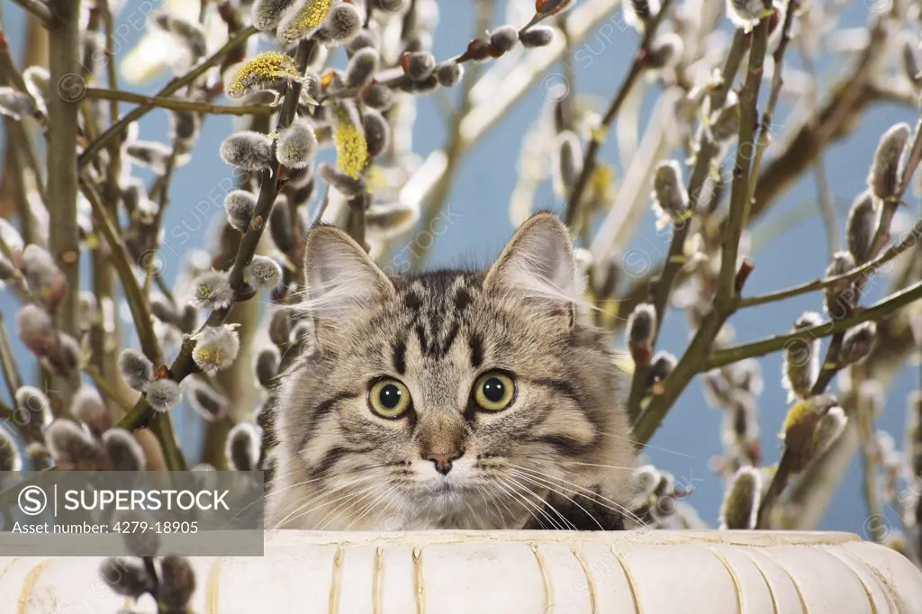 Siberian forest cat - in front of catkins