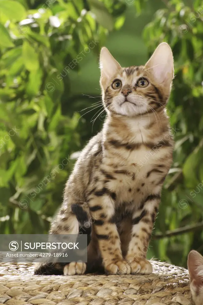 Bengal kitten - sitting