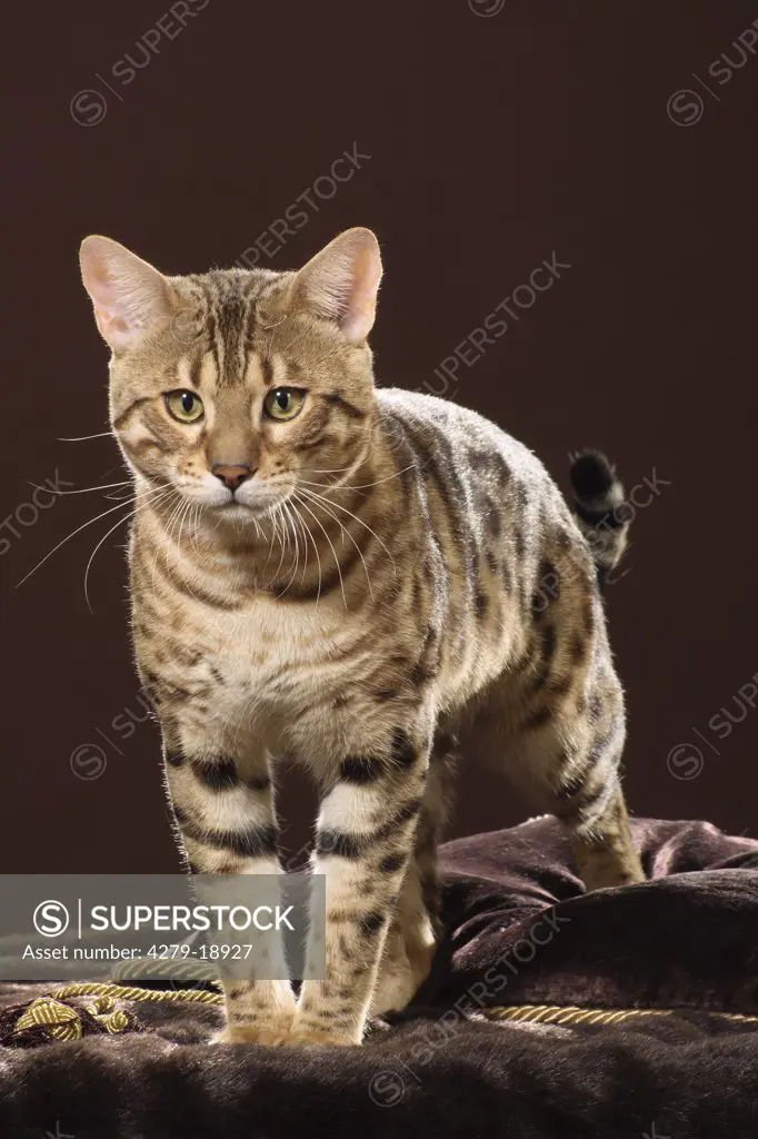 Bengal cat - standing - cut out