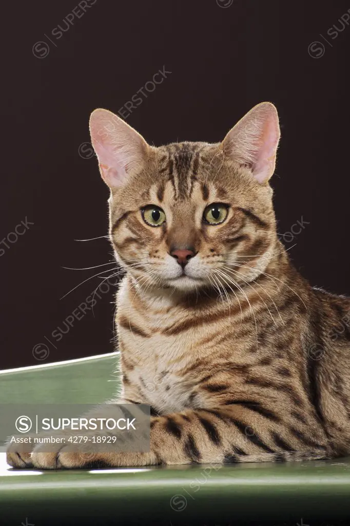 Bengal cat - lying