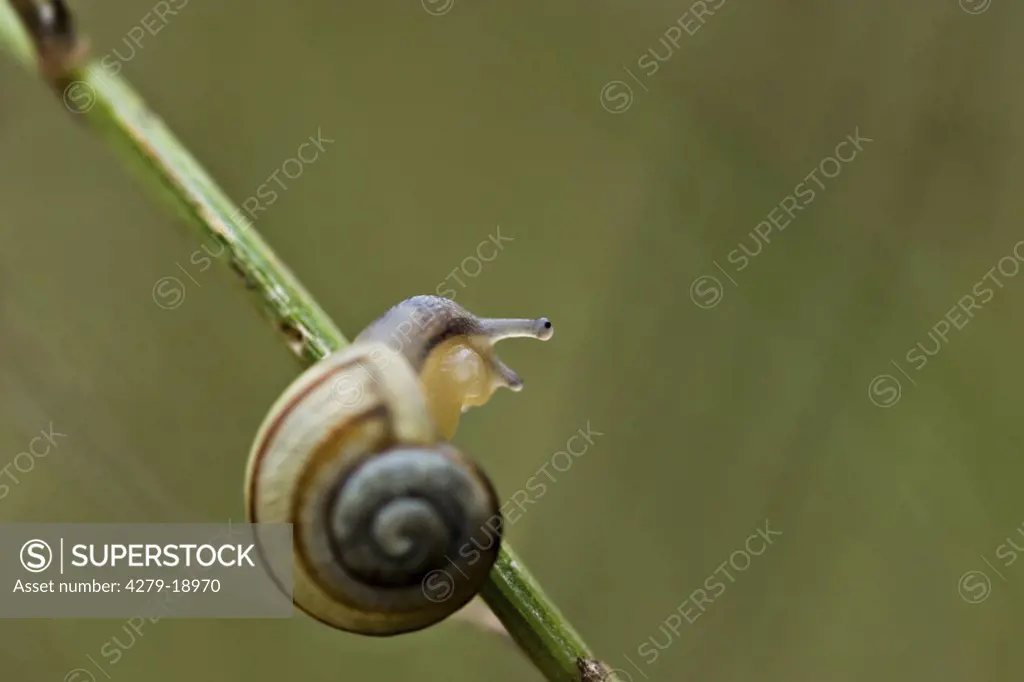 small snail - at blade