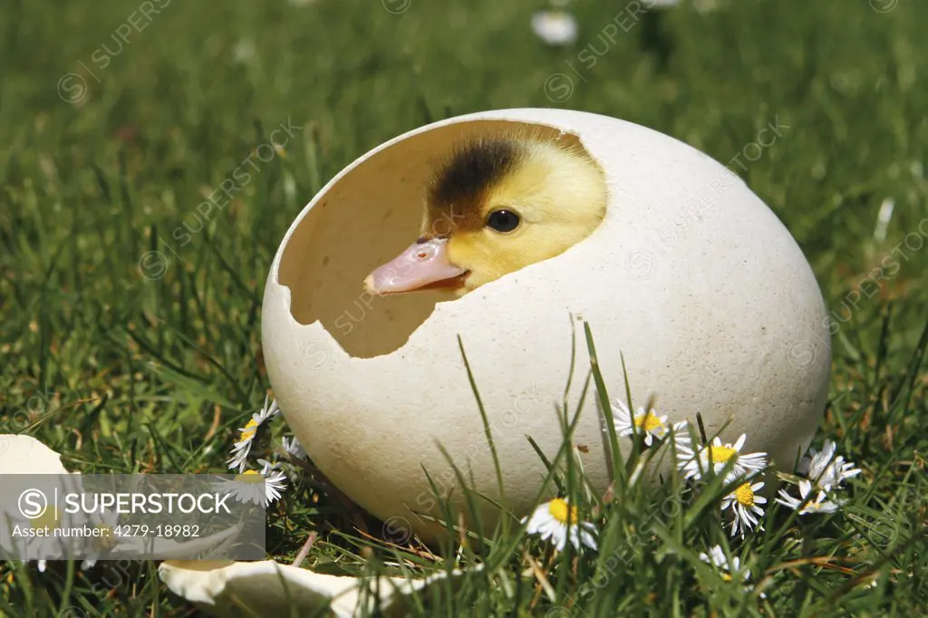 chick - in eggshell