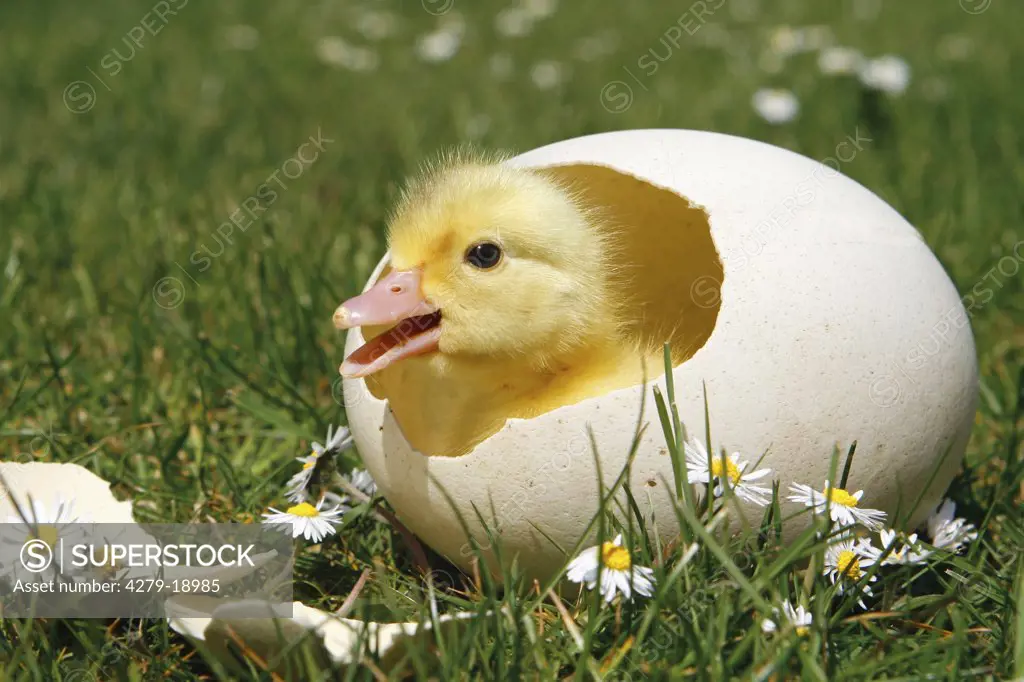 chick - in eggshell