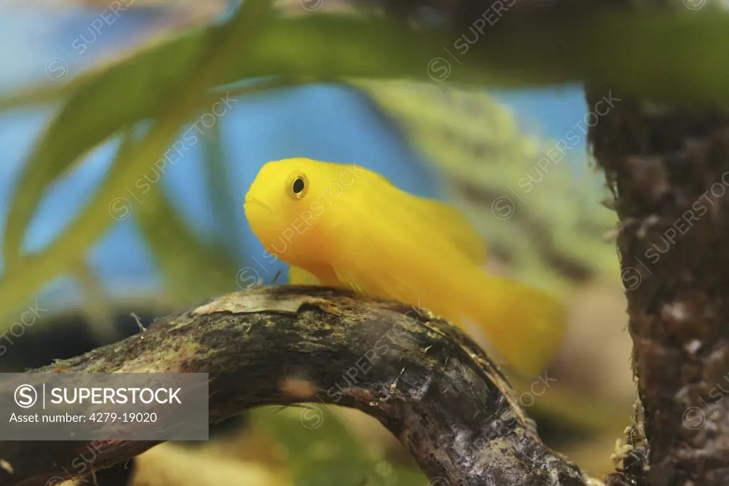 yellow goby, Gobiidae