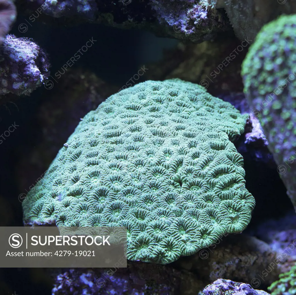 brain coral, Montastrea Curta
