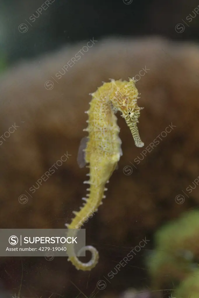 zebra-snout seahorse, Hippocampus barbouri