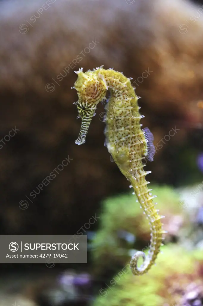 zebra-snout seahorse, Hippocampus barbouri