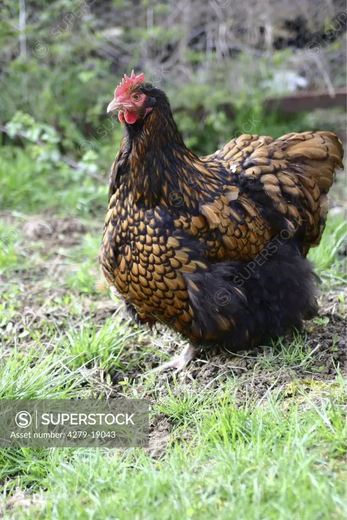 chicken - laying an egg, Gallus gallus domesticus
