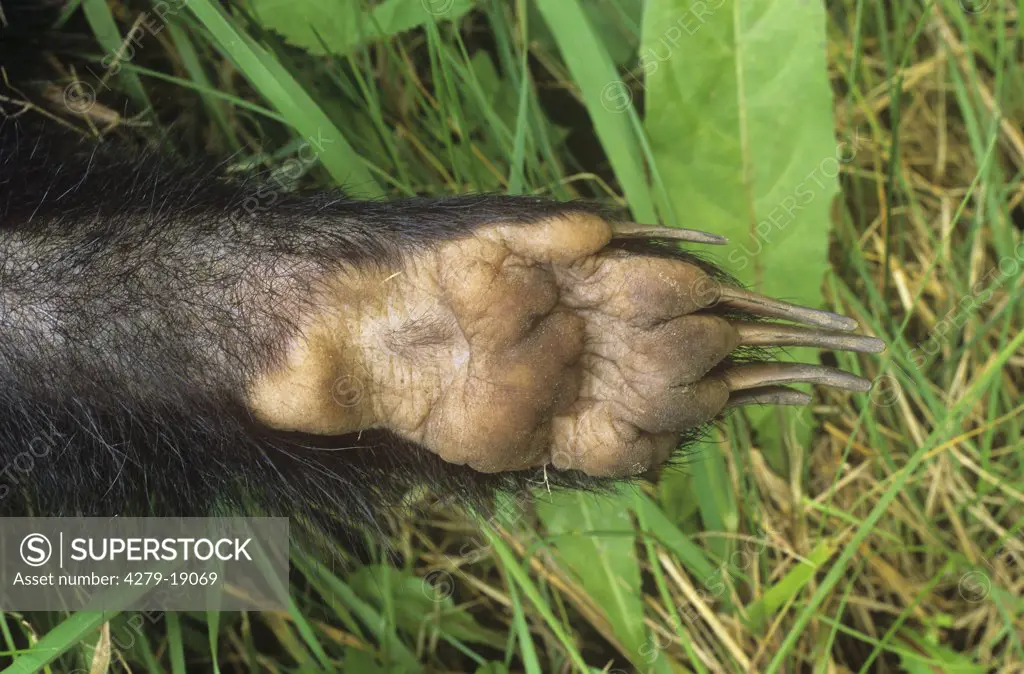 Eurasian badger - paw, Meles meles