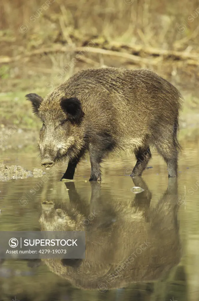 wild boar - wild sow standing in water, Sus scrofa