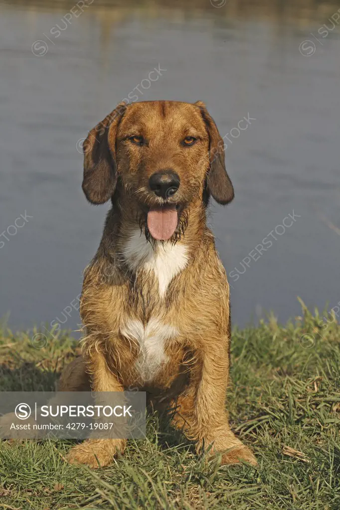 half breed dog (dachsbracke and German Wirehaired Pointer) - sitting