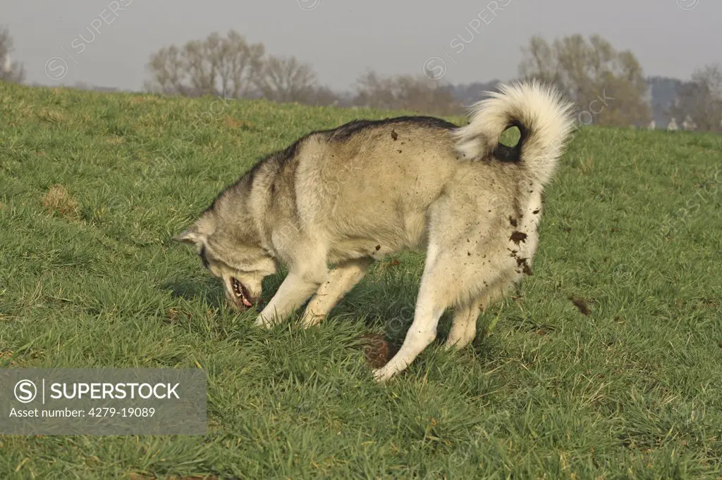Siberian Husky - digging a hole