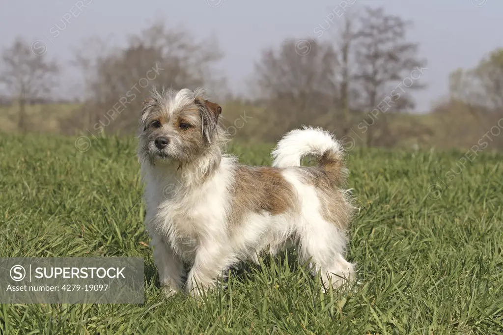 half breed dog (Shi Tzu and Jack Russell Terrier) on meadow