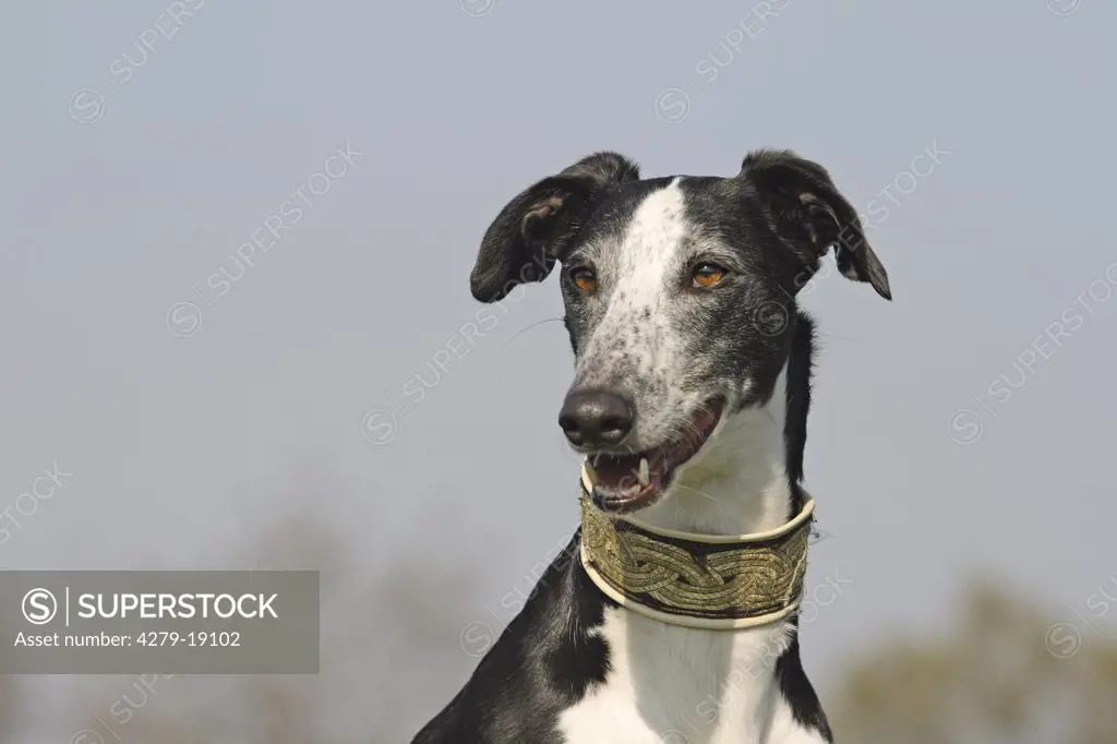 Spanish greyhound - portrait