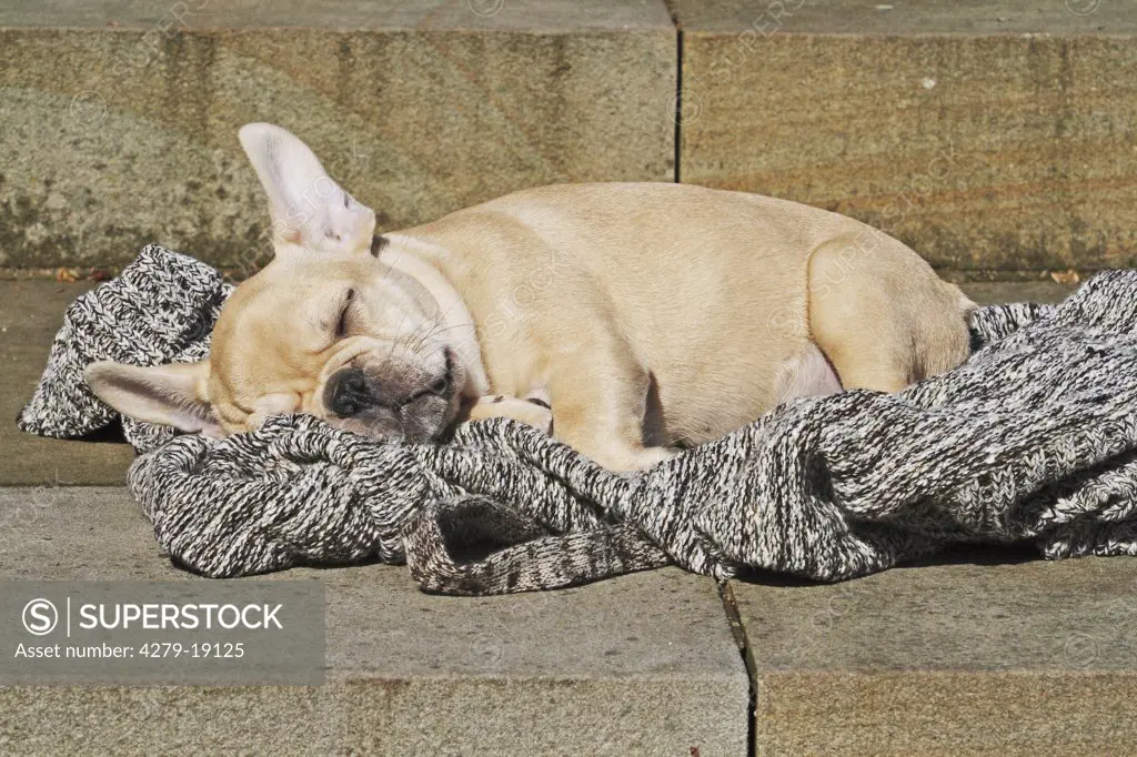 French Bulldog - puppy sleeping