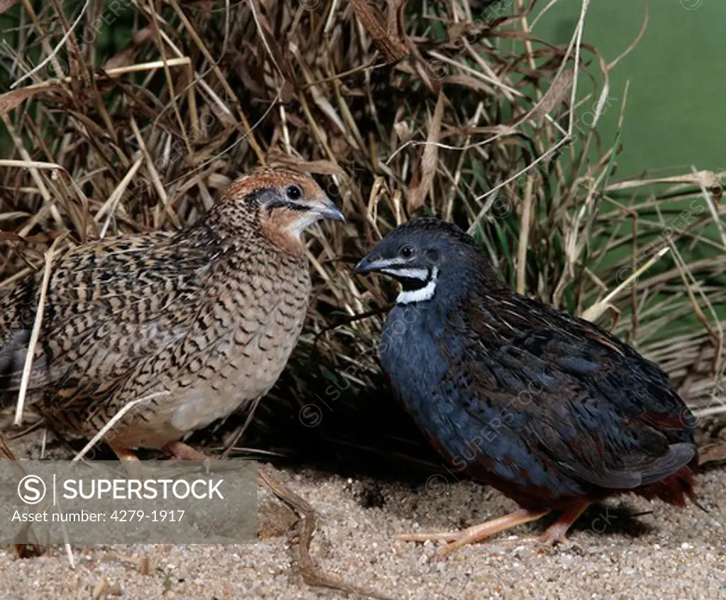 coturnix chinensis, chinese indian blue quail
