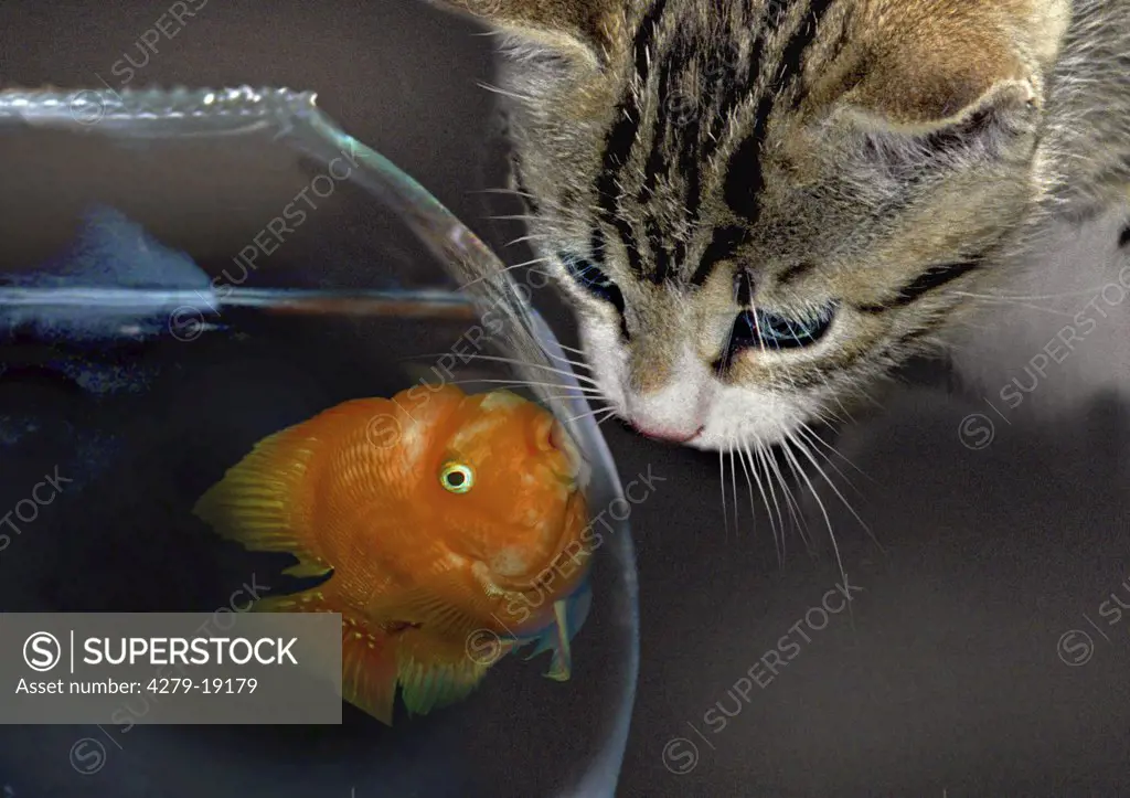 cat - at fishbowl