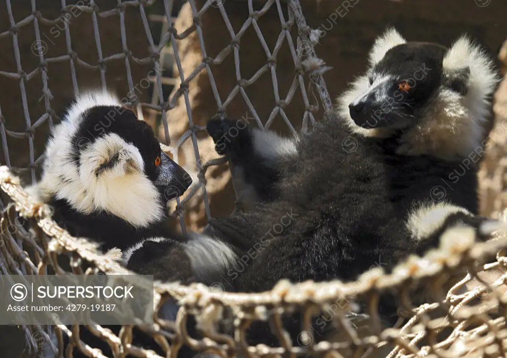 ruffed lemurs - in hammock, Varecia