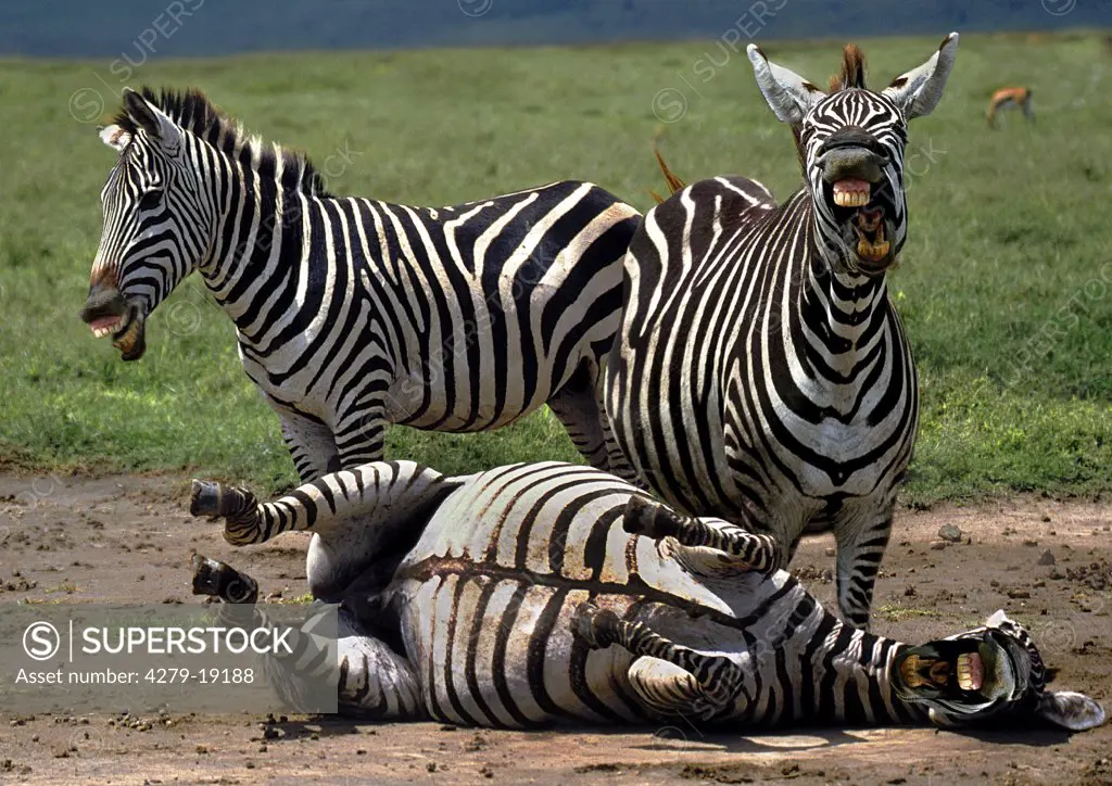 laughing zebras, Equidae