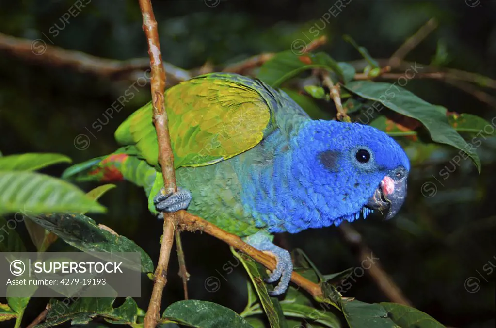 blue-headed parrot - on twig, Pionus menstruus