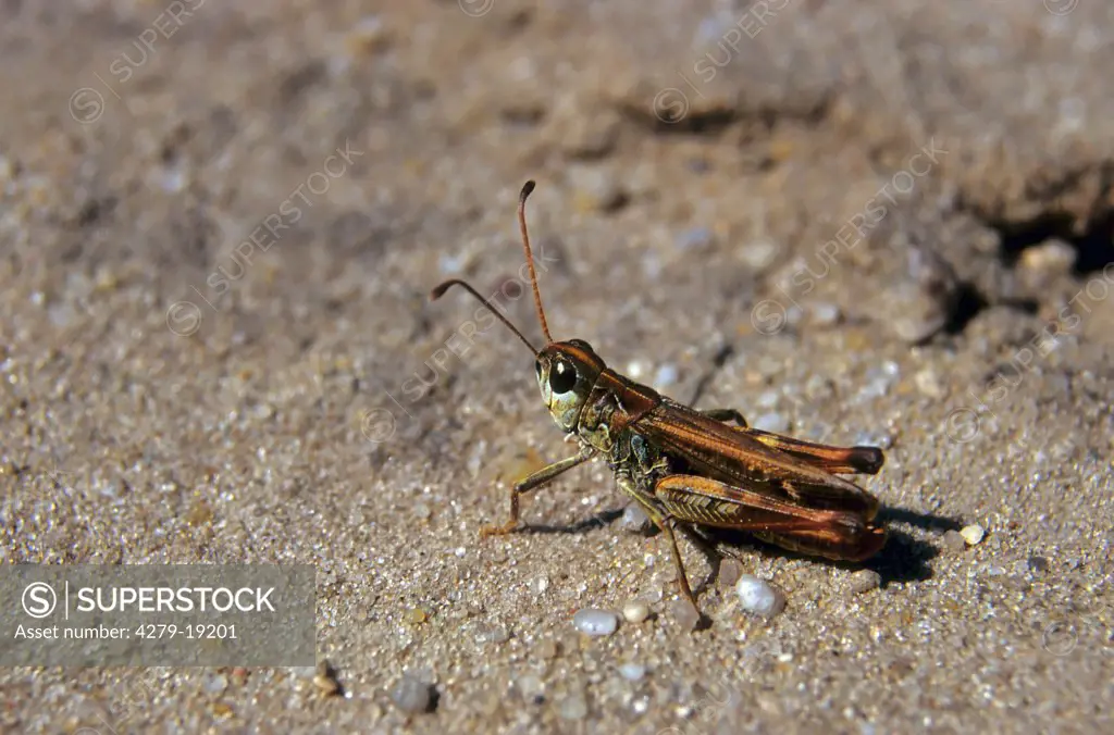 mottled grasshopper - sitting lateral, Myrmeleotettix maculatus