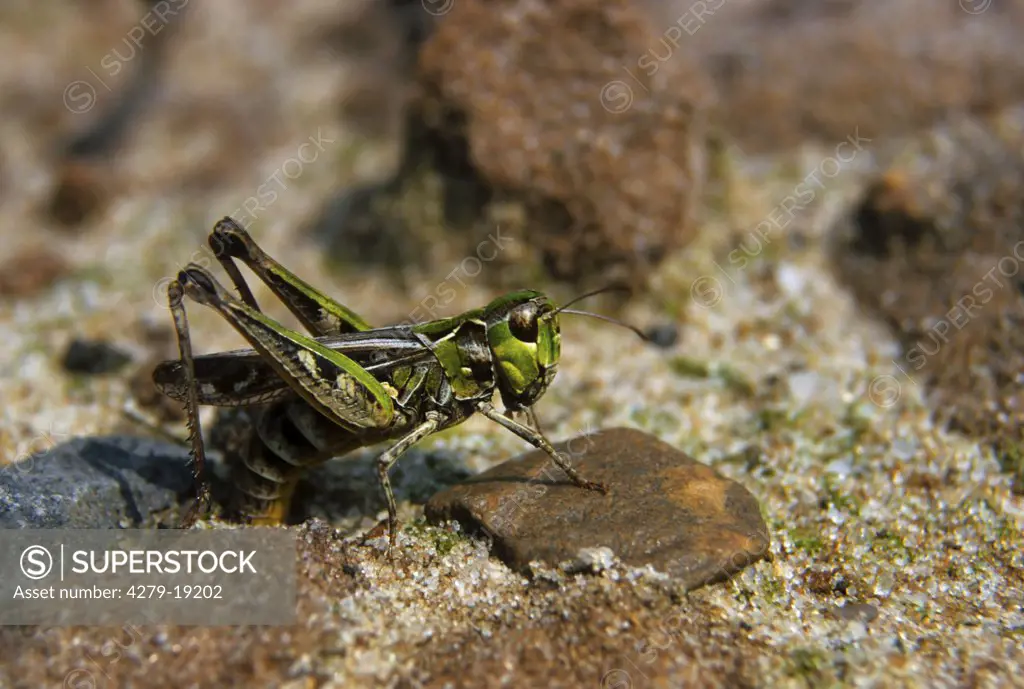 mottled grasshopper - oviposition, Myrmeleotettix maculatus