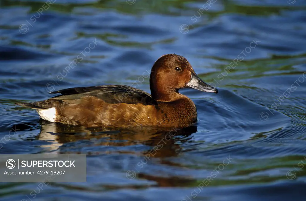 Ferruginous duck - in water, Aythya nyroca