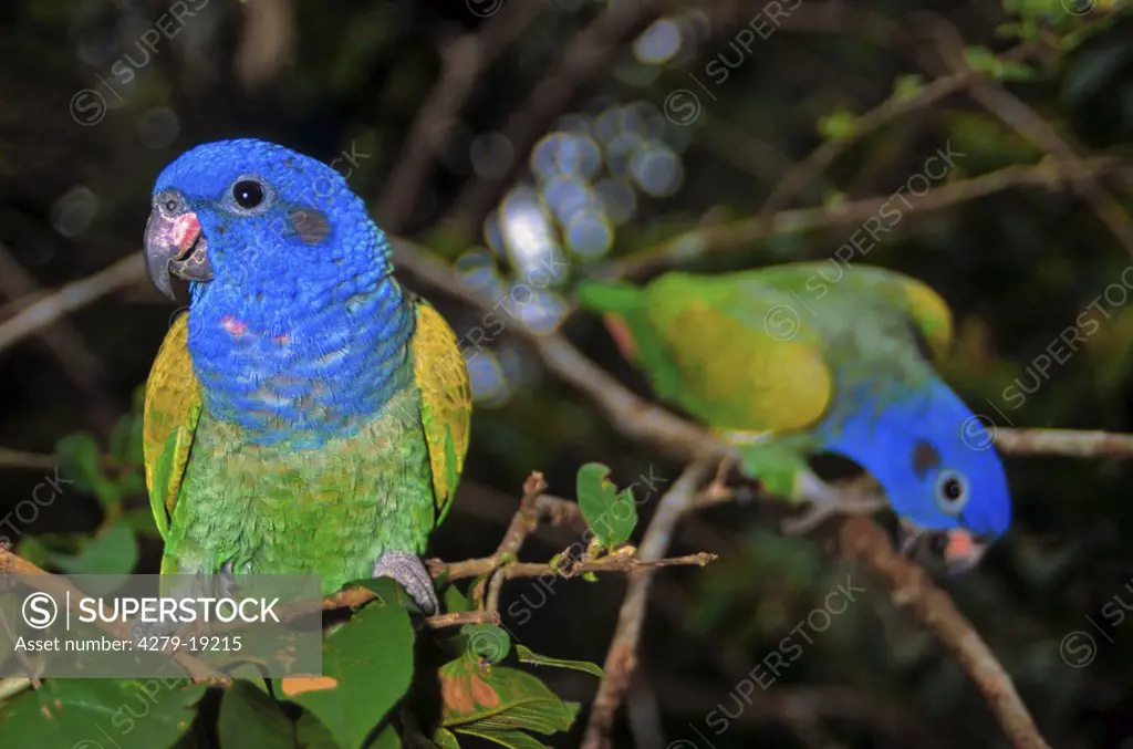 two blue-headed parrots - on twig, Pionus menstruus