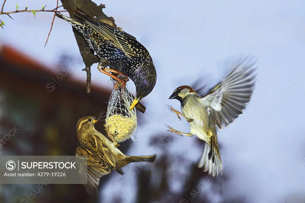 starling and sparrow - at birdseed, Sturnus vulgaris, Passer domesticus