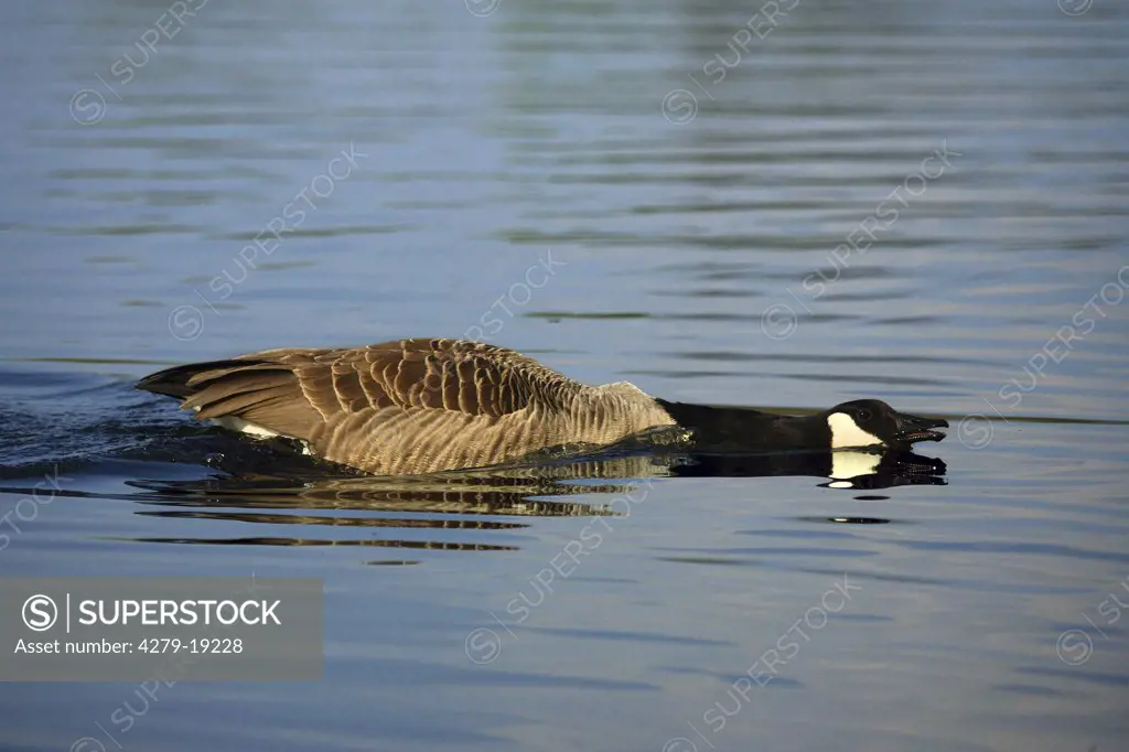 Canada goose - in water, Branta canadensis