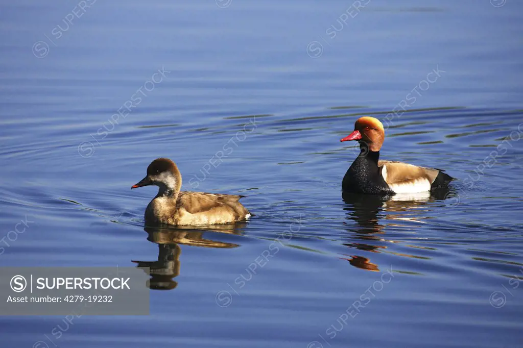 two red-crested pochards - in water, Netta rufina