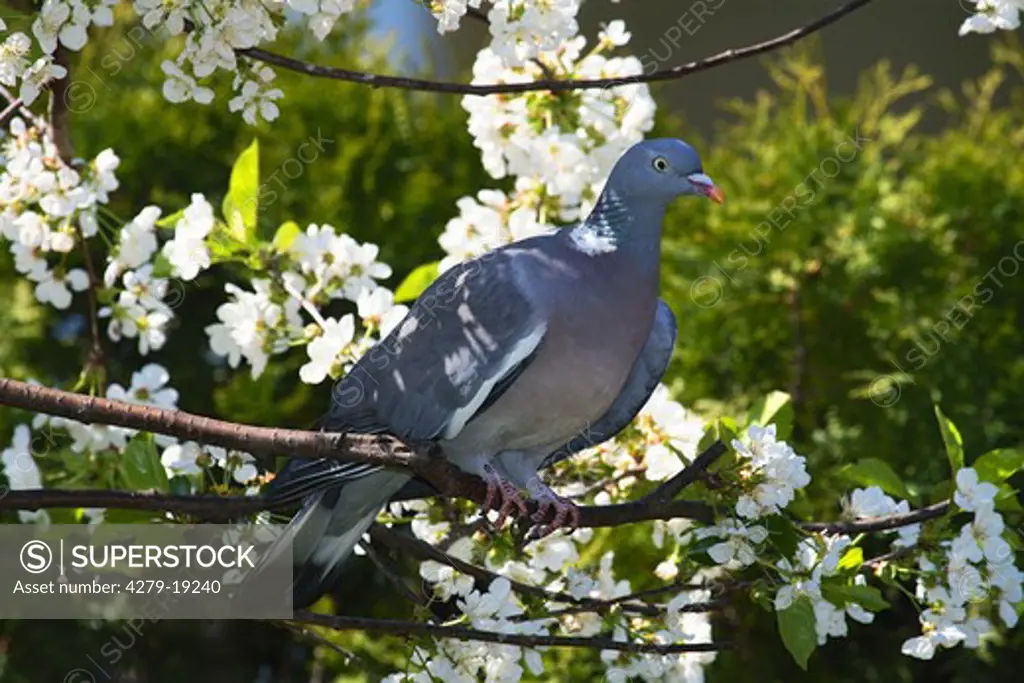 wood pigeon - on branch, Columba palumbus