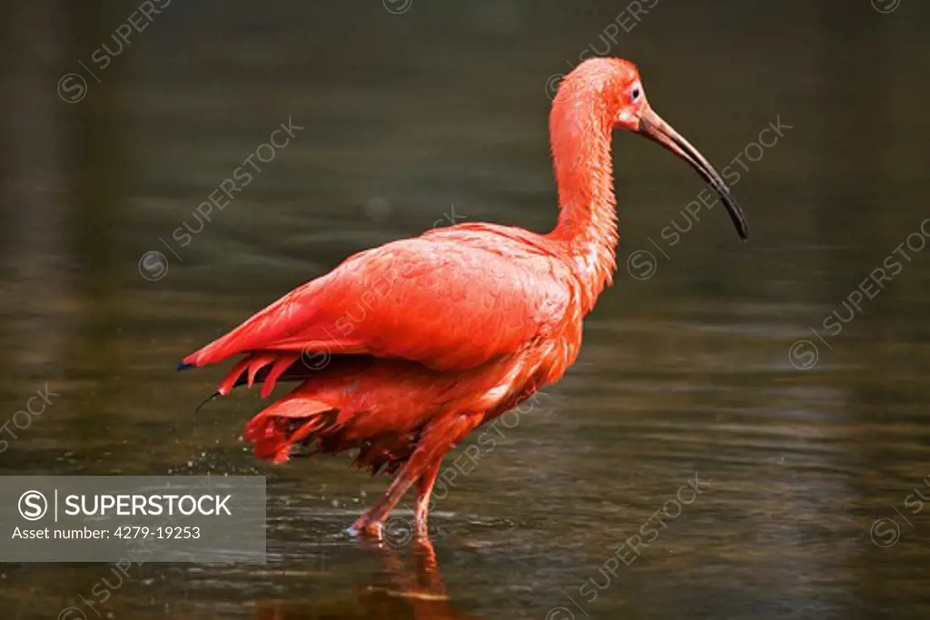 Scarlet ibis - in water, Eudocimus ruber
