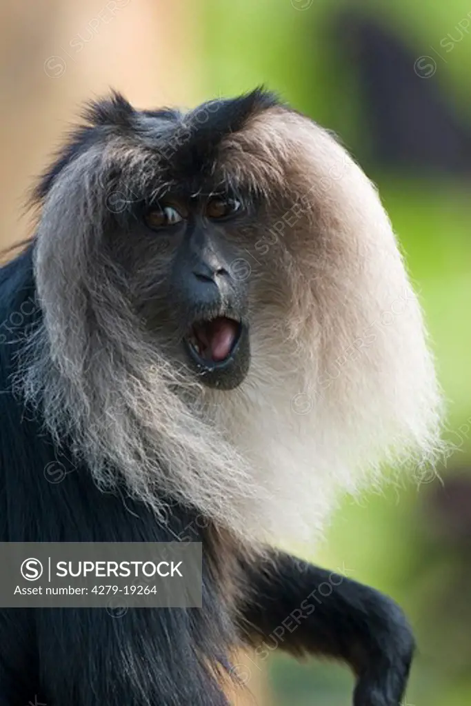 lion-tailed macaque - portrait, Macaca silenus