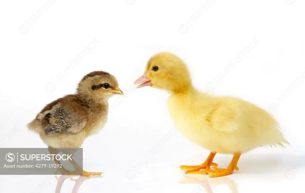 animal friendship : chick and duckling