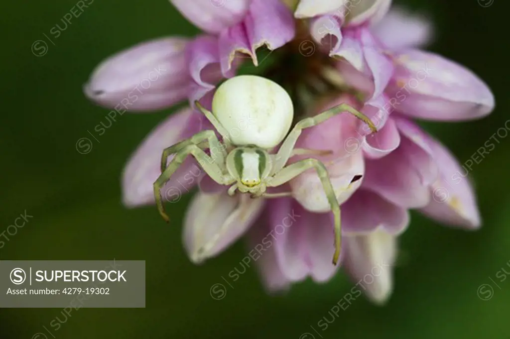 Crab spider on blossom, Thomisidae
