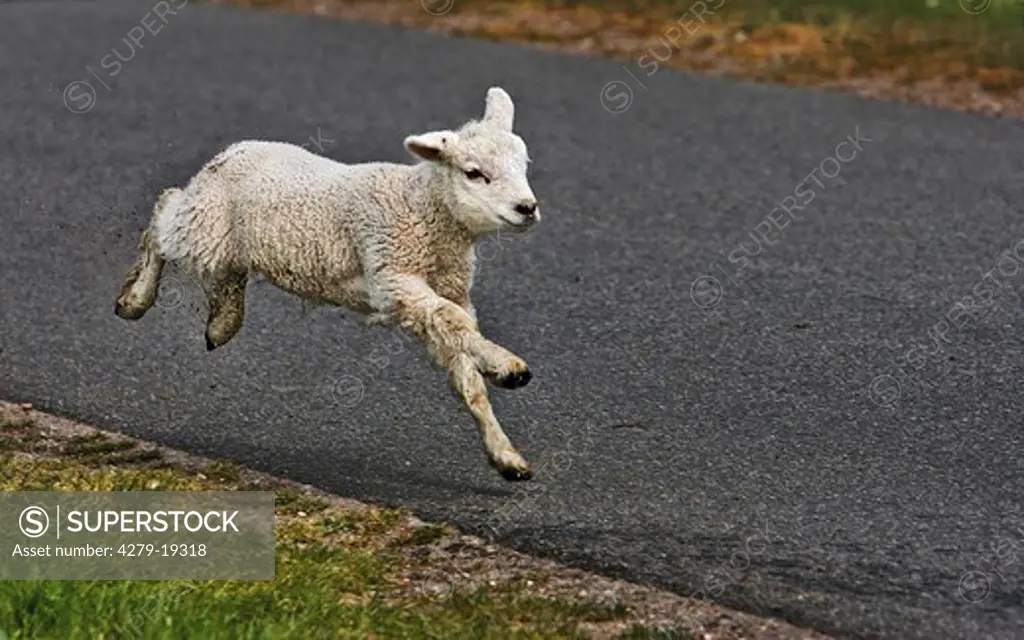 lamb - running