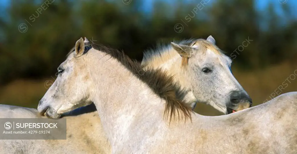 two Camargue horses - coat care