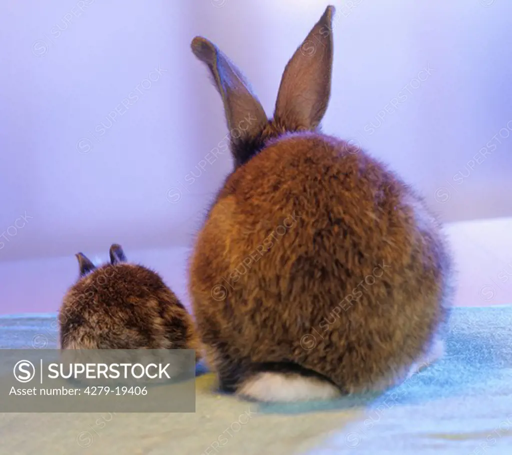 dwarf rabbit and cub - from behind