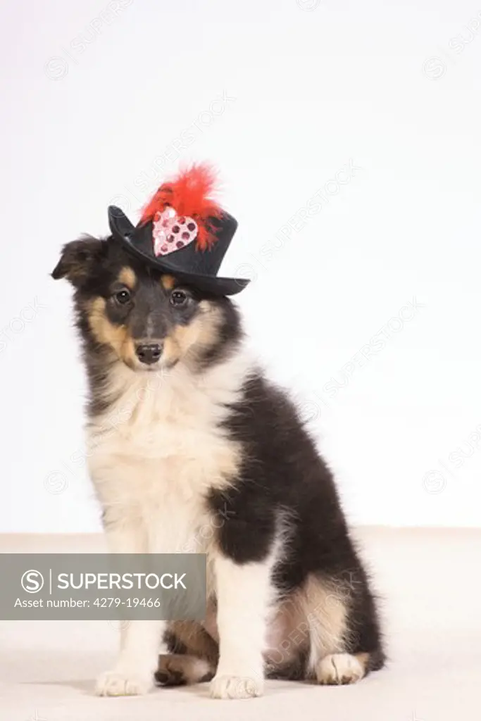 Sheltie - puppy with hat