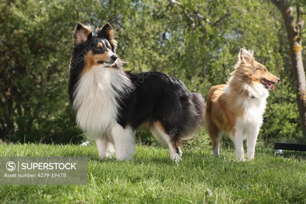 two Shelties - standing on meadow