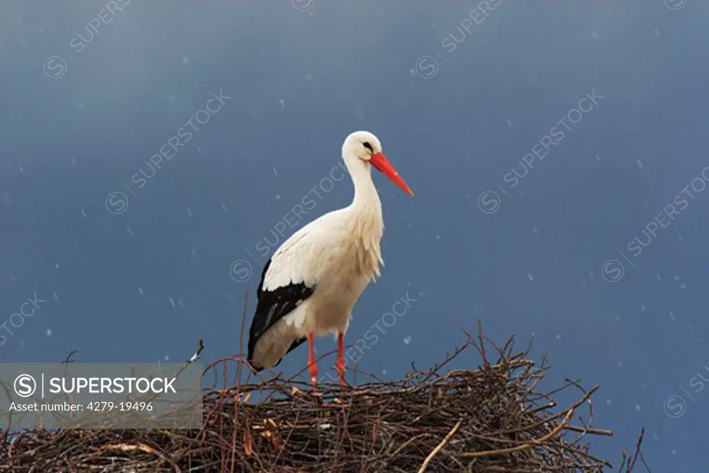 white stork in nest - snowfall, Ciconia ciconia