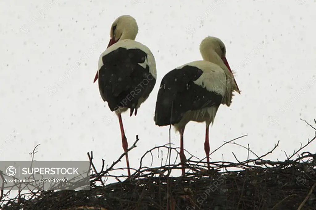 two white storks in nest - snowfall, Ciconia ciconia